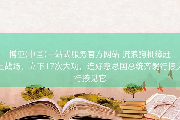 博亚(中国)一站式服务官方网站 流浪狗机缘赶巧上战场，立下17次大功，连好意思国总统齐躬行接见它