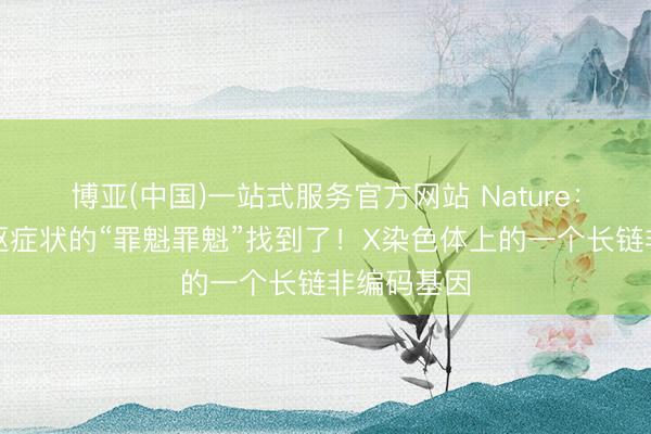 博亚(中国)一站式服务官方网站 Nature:自闭症中枢症状的“罪魁罪魁”找到了!X染色体上的一个长链非编码基因